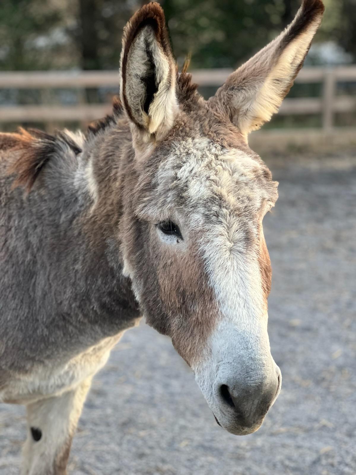 Buddy, the Freedom Ranch donkey mascot