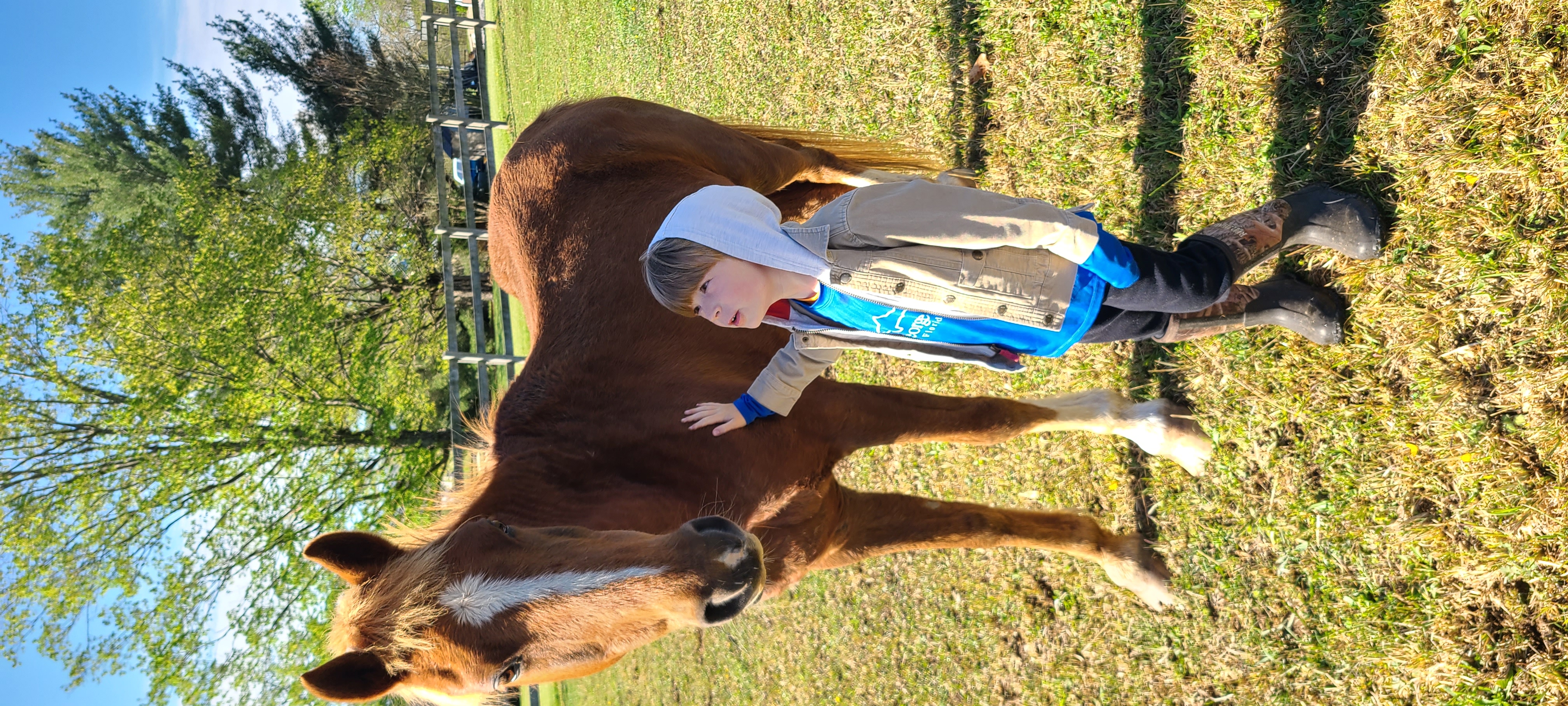 Ducky, an Arabian pony at Freedom Ranch