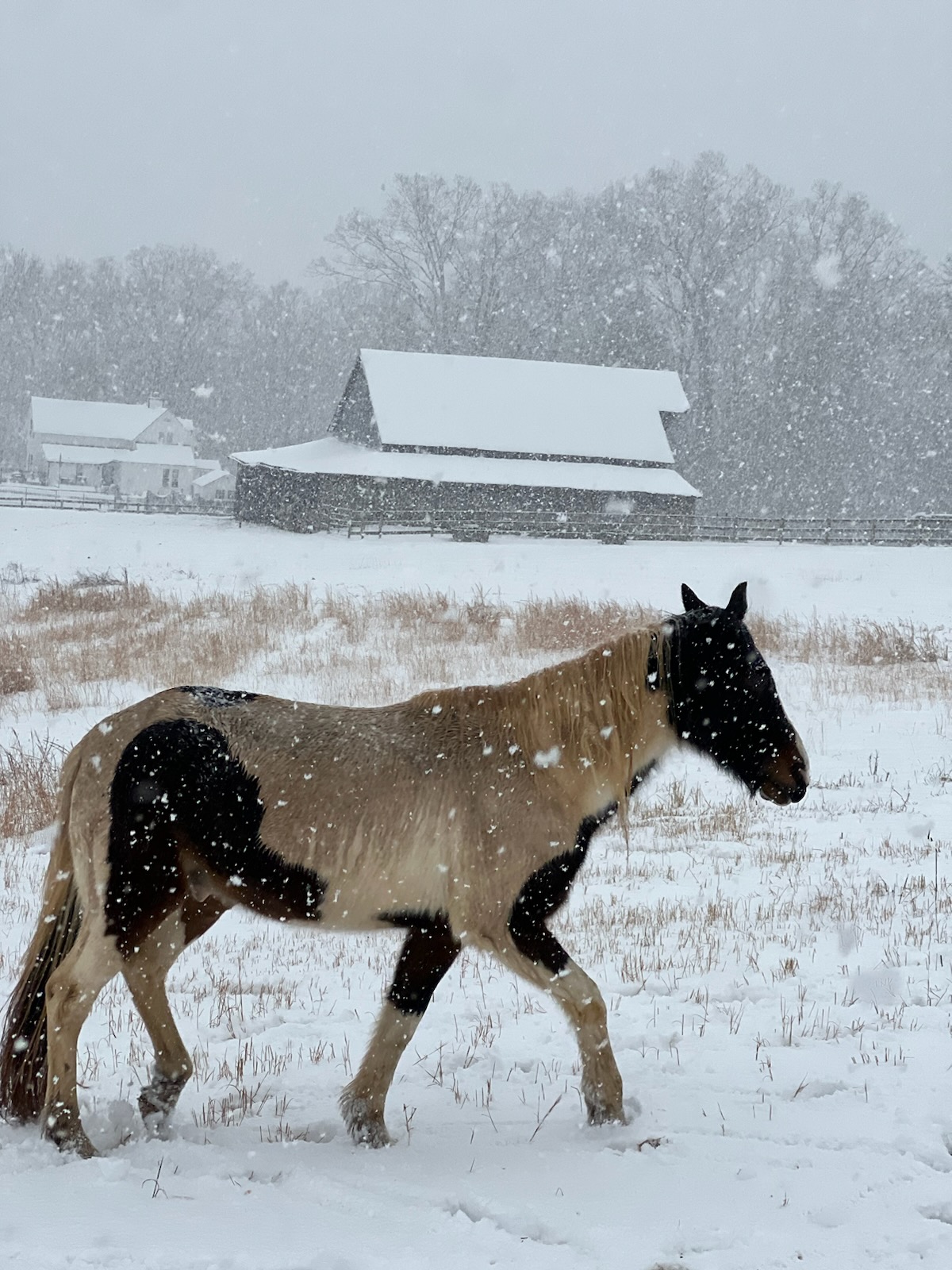 Santana, a Tennessee Walking Horse at Freedom Ranch