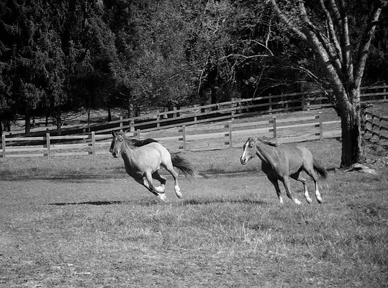 Two horses running through a pasture